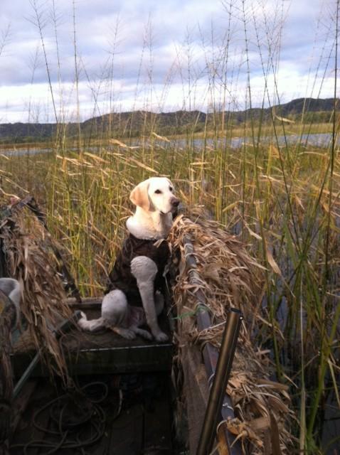 Fall Hunting 2013 Preview