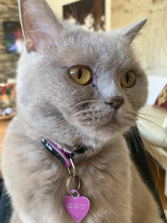 One of Ema's cats, Chang with eyes wide opened.