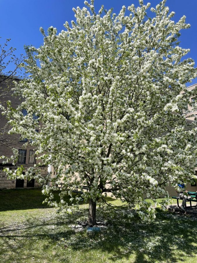 The class of 1982 tree in Cotter's memorial garden on the west side of the St Teresa and St. Cecilia building. 
