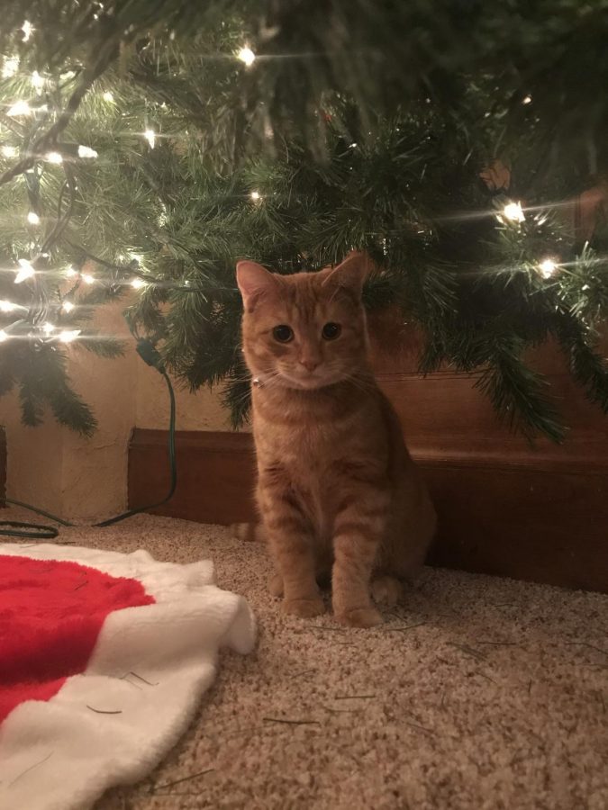 Chubs posed under the Christmas Tree.