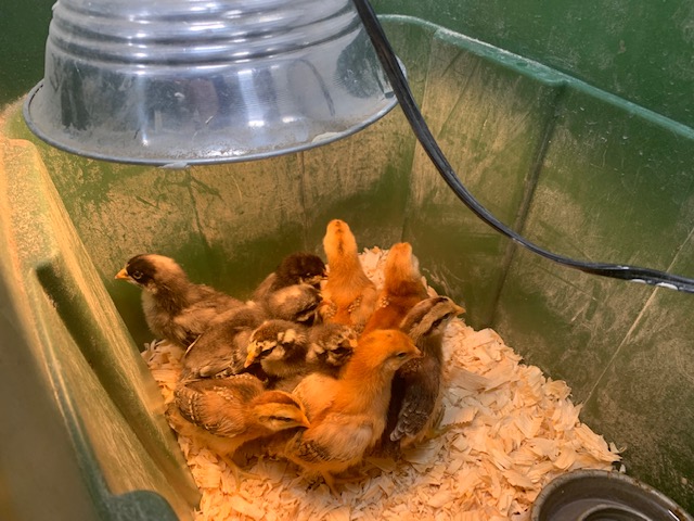 Chicks in the chemistry classroom, staying warm under a lamp.